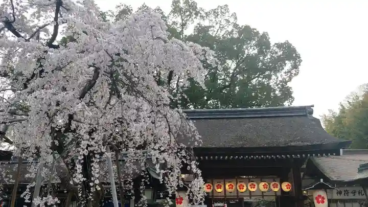 平野神社(京都府)
