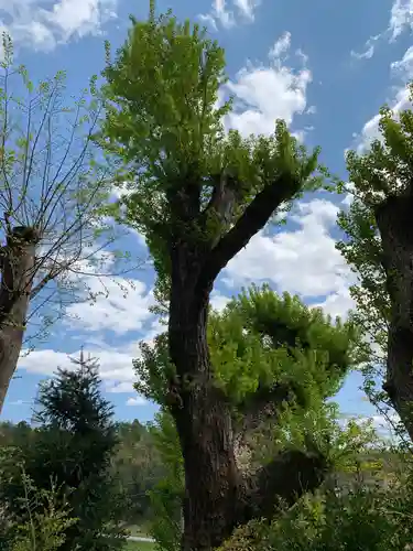 熊野神社の自然