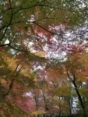 光明寺（粟生光明寺）の自然