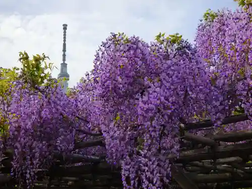 亀戸天神社の自然