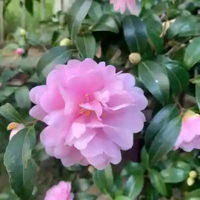 闘鶏神社(和歌山県)