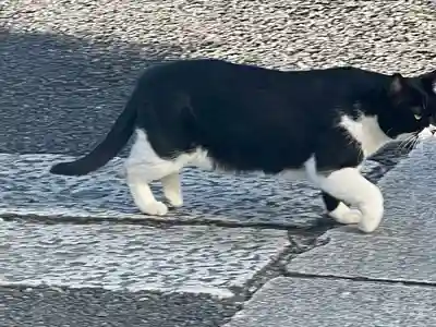 白金氷川神社(東京都)