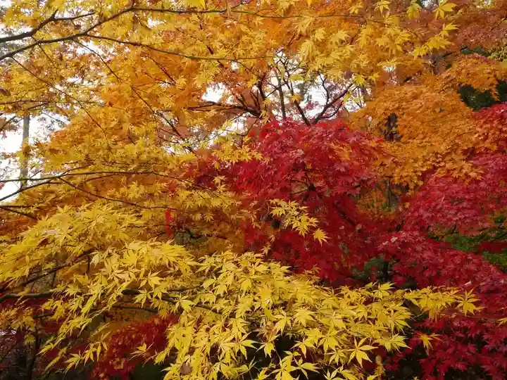 高幡不動尊 金剛寺の自然