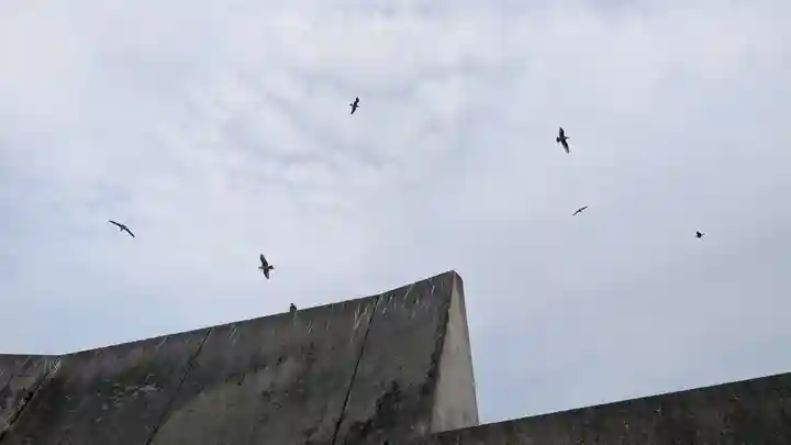 厳島神社の動物