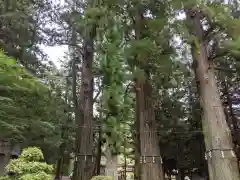 河口浅間神社の自然