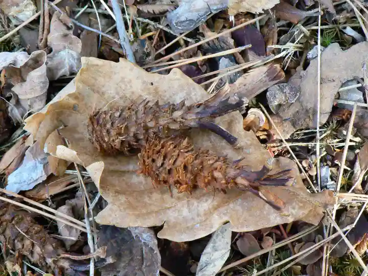留辺蘂神社の自然