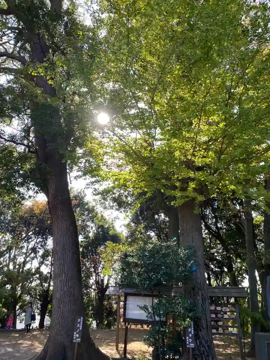 篠原八幡神社の自然