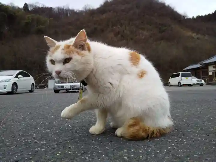 御誕生寺(猫寺)(福井県)