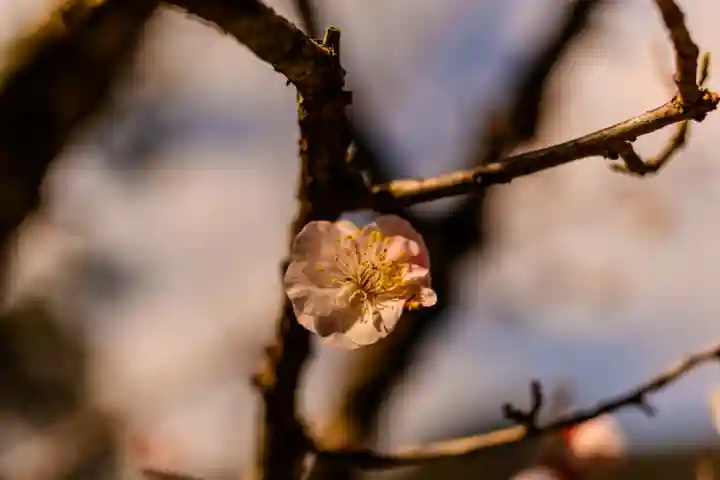 天岩戸神社(宮崎県)