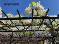 徳運寺(長野県)