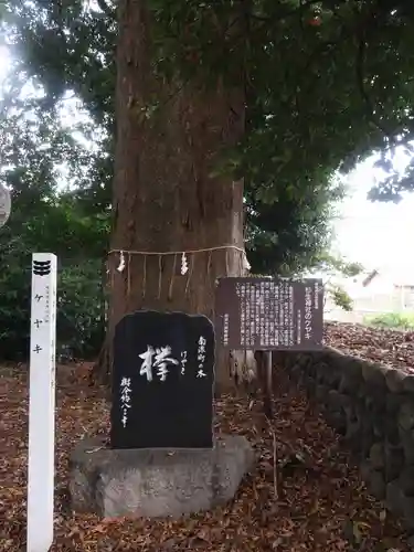 杉生神社の自然