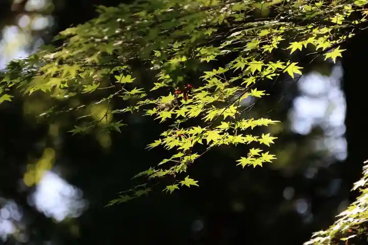 三春大神宮の自然