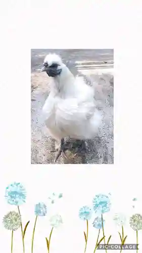 阿智神社の動物