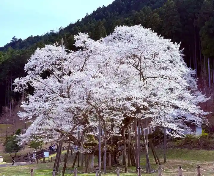淡墨観音の御朱印