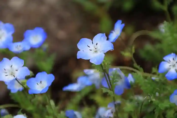 大鏑神社の庭園