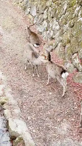 厳島神社の動物