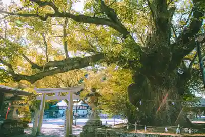 闘鶏神社(和歌山県)