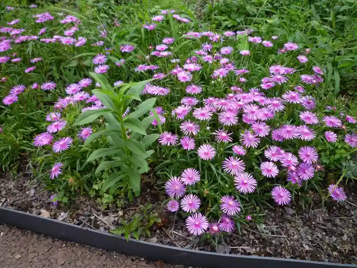 倭姫宮(皇大神宮別宮)の自然