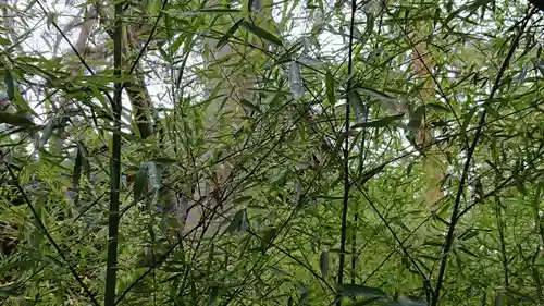 自由が丘熊野神社の自然
