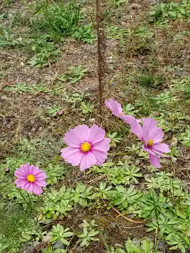 白金氷川神社の自然