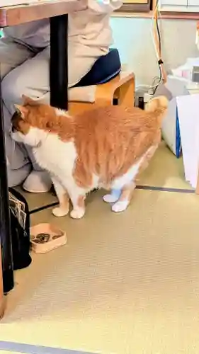 五十稲荷神社(栄寿稲荷神社)の動物