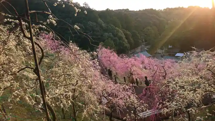 大縣神社の自然