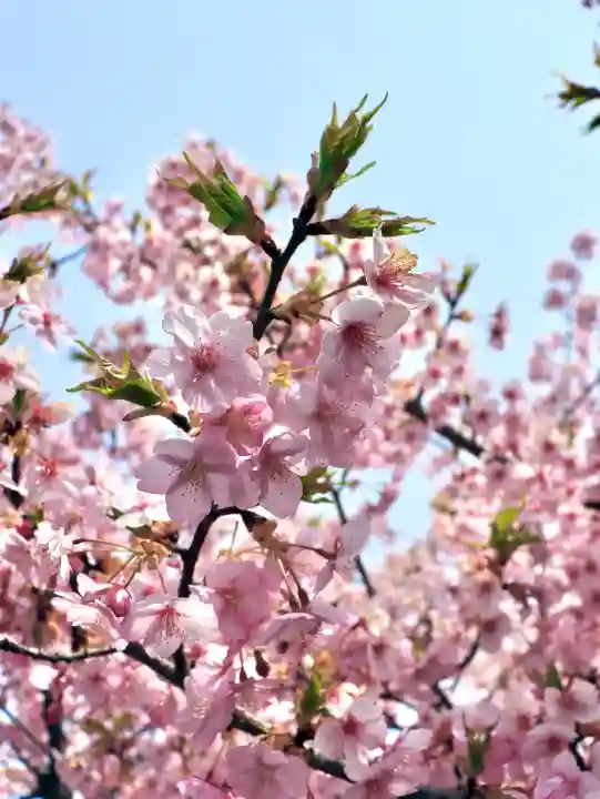妙義神社の{uncategorized: "未分類", other: "その他", undefined: "問題あり", building: "その他建物", grave: "お墓", sacred_gate: "鳥居", guardian: "狛犬", statue: "像", buddha: "仏像", history: "歴史", nature: "自然", garden: "庭園", animal: "動物", pagoda: "塔", temizu: "手水舎", mountain_gate: "山門・神門", sanctuary: "本殿・本堂", subordinate: "末社・摂社", art: "芸術", scenery: "景色", jizo: "地蔵", ema: "絵馬", goshuin: "御朱印", omikuji: "おみくじ", items: "授与品その他", amulet: "お守り", goshuincho: "御朱印帳", eats: "食事", festival: "お祭り", votive_dance: "神楽", shichigosan: "七五三参", wedding: "結婚式", experience: "体験その他", initially: "初詣", around: "周辺", anti_infection: "感染症対策"}