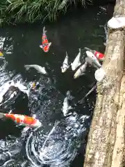 杵築大社の動物