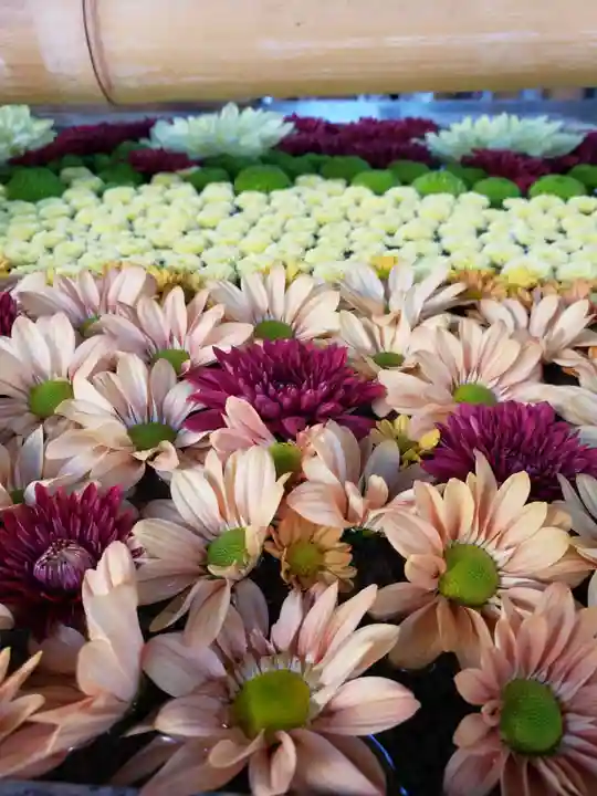 高円寺氷川神社の手水舎