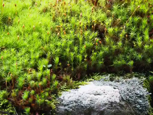 長壽寺（長寿寺）の自然