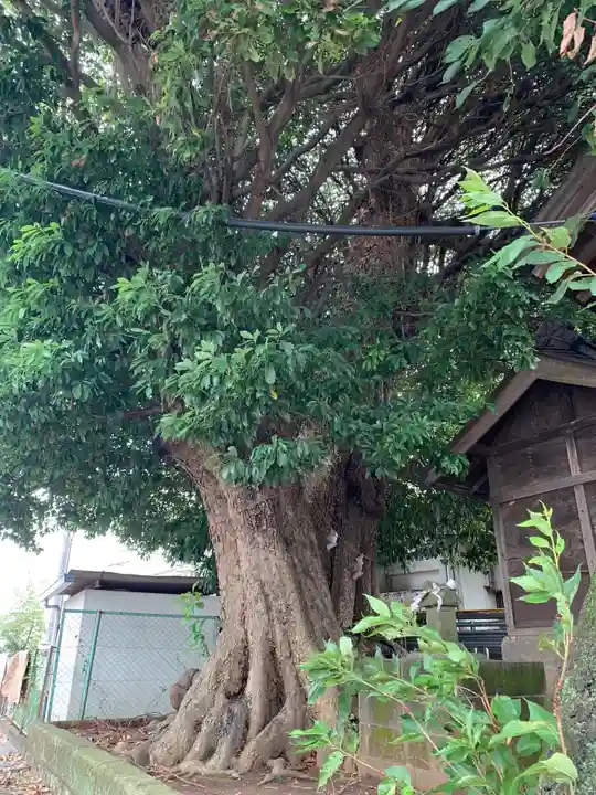 白旗神社の自然