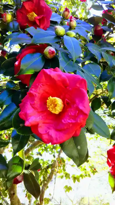 葛原岡神社の自然