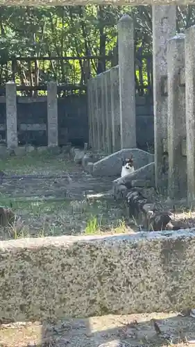 和泉國一之宮　大鳥大社の動物