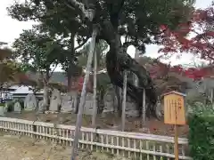 大覚寺(京都府)