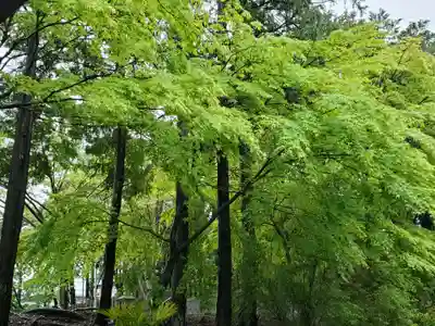 秋葉神社の自然