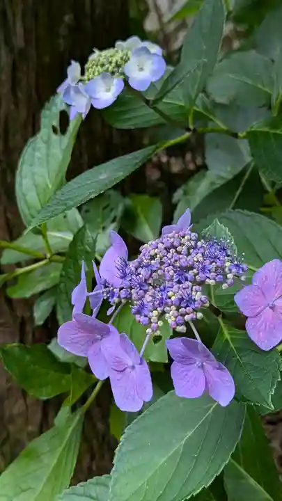 正法寺(京都府)