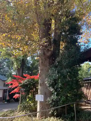 阿佐ヶ谷神明宮の自然