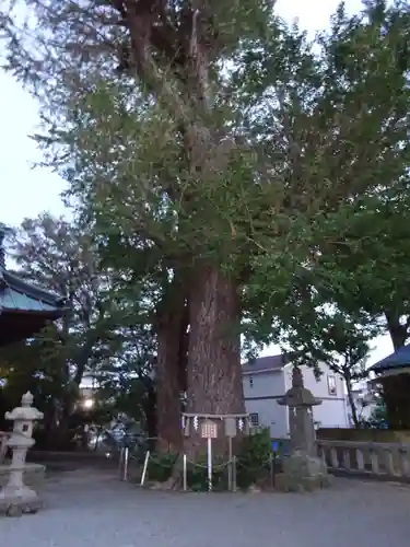 寄木神社の自然