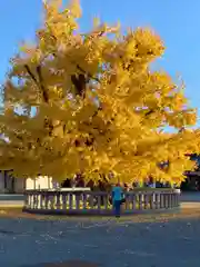 本願寺（西本願寺）の自然