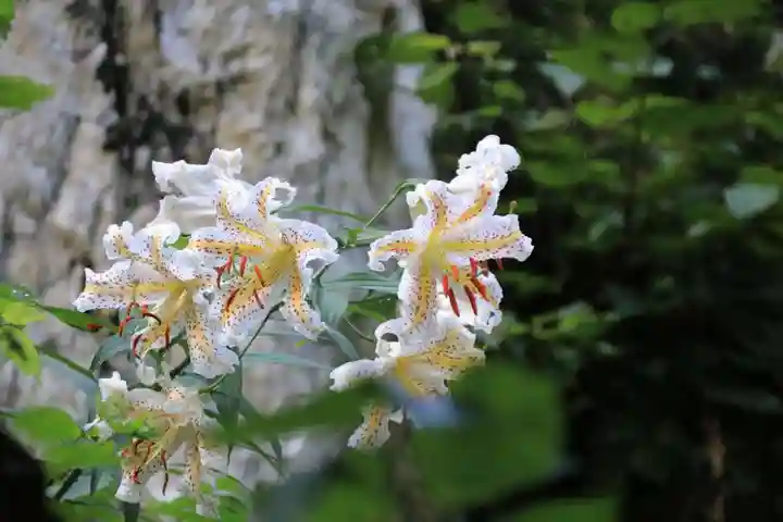 鹿島大神宮の自然