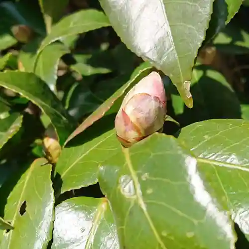 壽徳寺 じゅとくじの自然