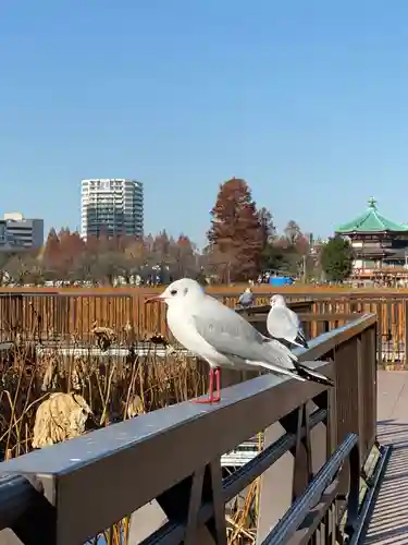 寛永寺不忍池弁天堂の動物