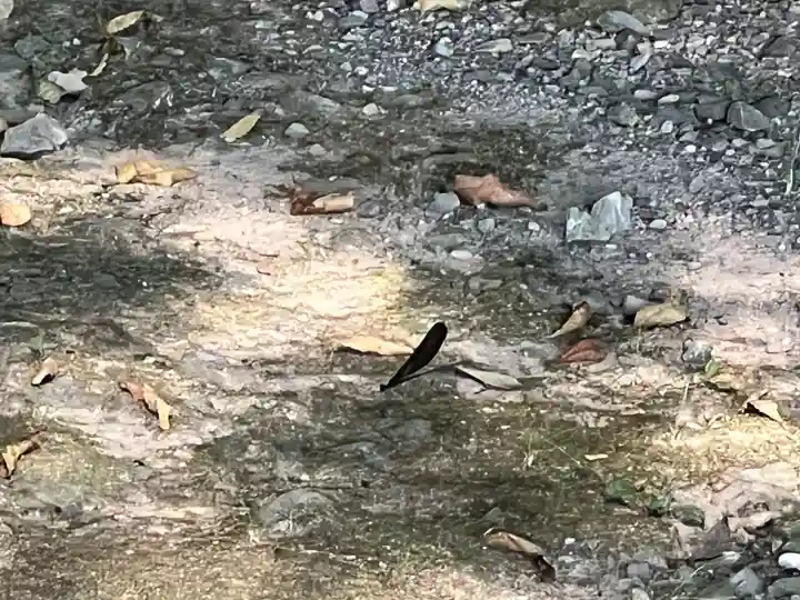 伊佐須美神社(福島県)