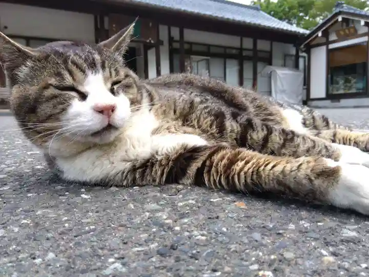 御誕生寺(猫寺)(福井県)