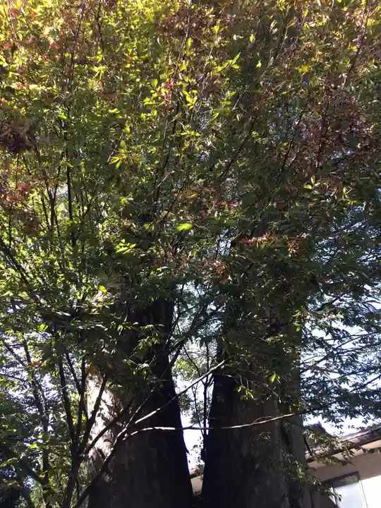 所澤神明社の自然