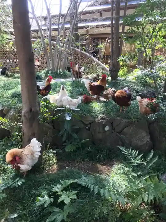 岩槻久伊豆神社の動物