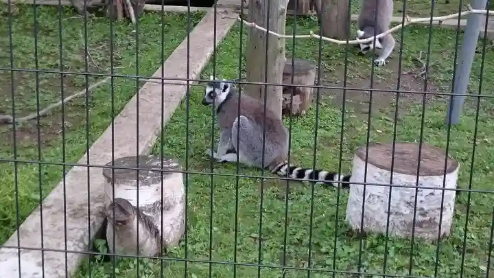 旭川神社の動物