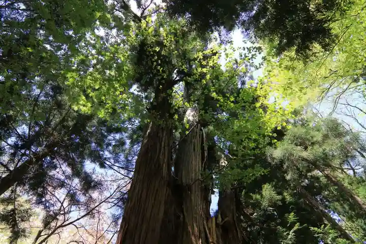 磐椅神社の自然