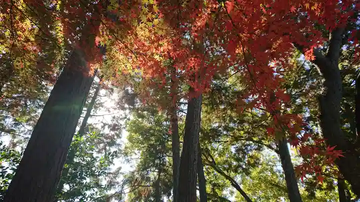 玉野御嶽神社の自然