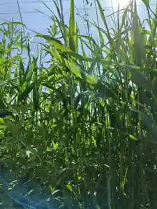 厚別神社(北海道)(2023年06月21日(水) 16時54分18秒投稿)